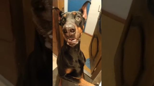 Так у меня появилась собака смотреть онлайн