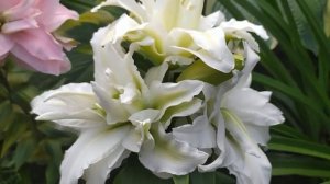 Новинки!!! Восточные лилии из серии  Roselily Аиша и Эдита (Aisha и  Editha).