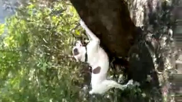 Где кошка?? Попрыгай может достанеш!!!