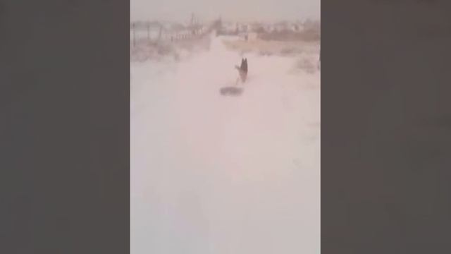 как накачать мышцы у собаки смотреть онлайн