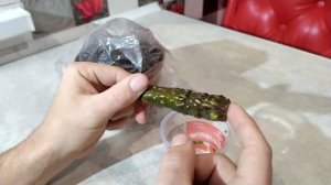 Как размножить павловнию. 100% способ укоренения черенков. Paulownia tree