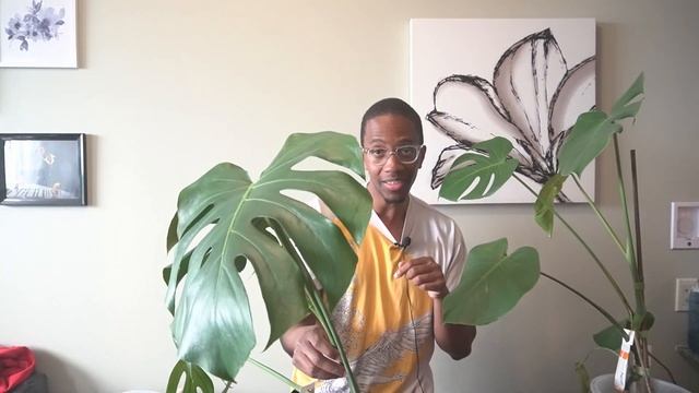 You can repot your Monstera after you do this смотреть онлайн