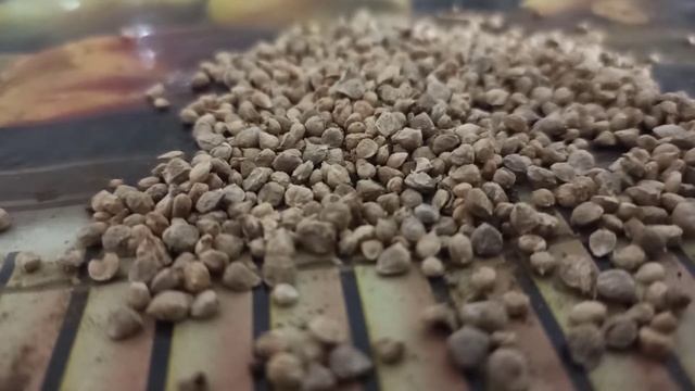 Новый способ выращивания микрозелени. Правильная подготовка к высадке семян микрозелени смотреть онлайн