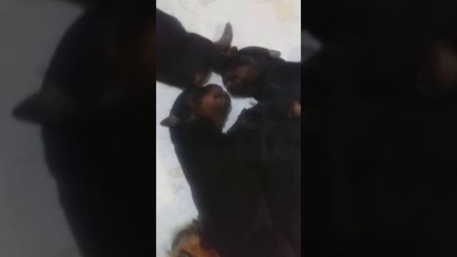 Маленький щенки ротвейлера смотреть онлайн
