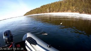 Рыбалка на Енисее ловля хариуса Кононово 2017 крупный хариусс