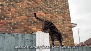 Как подружить кошку и хомяка? Возможно ли это?