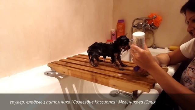 Как помыть щенка смотреть онлайн
