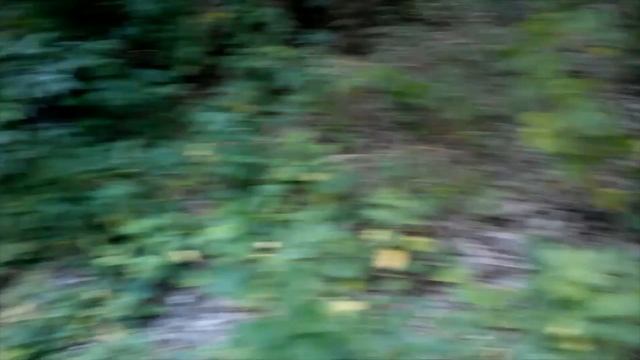 КАКОЙ ЗВЕРЬ КРИЧИТ ТИХАЯ ОХОТА 16 08 2023г смотреть онлайн