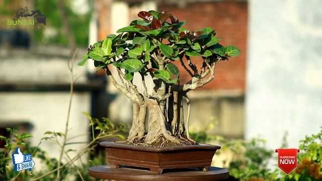 | Some of my Bougainvillea, Banyan tree, Ficus microcarpa Bonsai | Bonsai Artisan | KH. AQIB | смотреть онлайн