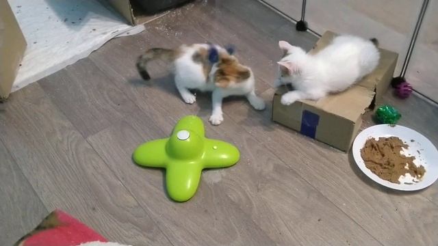 Java i Perl nie dają szans motylkowi 2 смотреть онлайн