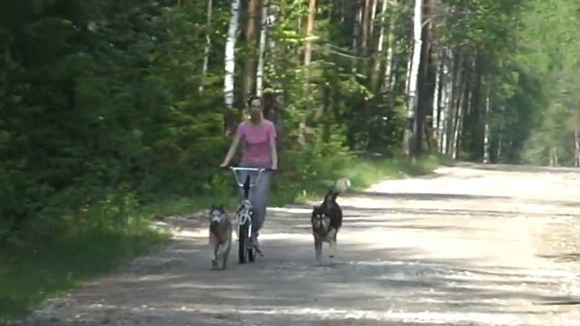 Тренировка хаски-маламут