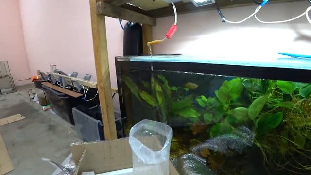 Распаковка. Апистограмма какаду смотреть онлайн