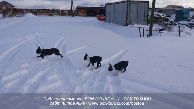 Прогулка, февраль 2016 - Бостон терьер - БОН ФО ШОУ