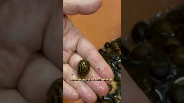 Чем отличаются улитки неритины? ? + ? = ? #exomenu #aquarium #fishaquarium #аквариум смотреть онлайн