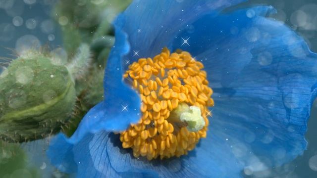 ГИМАЛАЙСКИЙ МАК (BLUE POPPY) смотреть онлайн