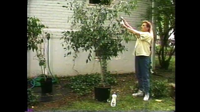 How to Clean a Ficus Tree; Some Plants Need Extra Washing смотреть онлайн