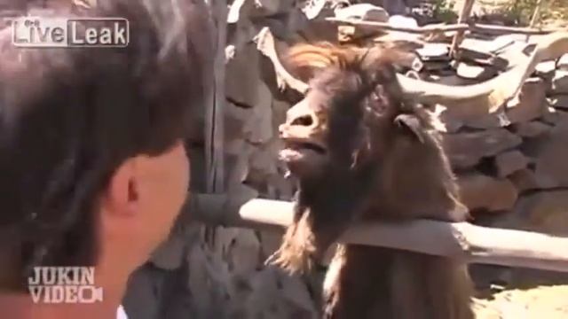 Приколы Смешные говорящие животные!! 2015 смотреть онлайн