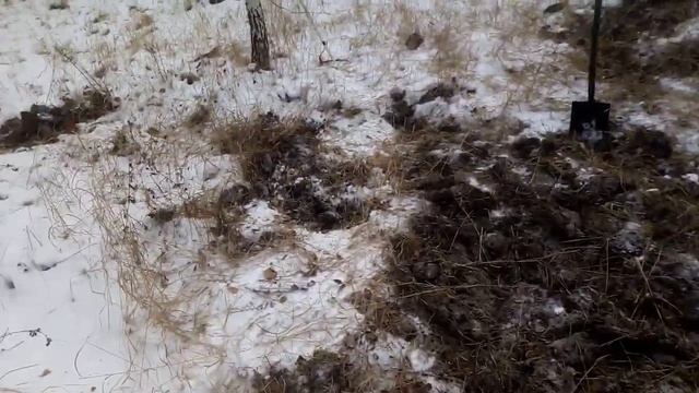 Расскажу,и покажу как добывали Канифоль наши Деды. смотреть онлайн