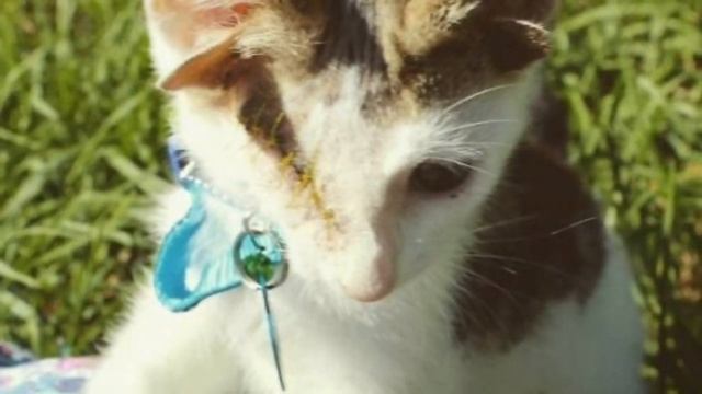 Котенок с четырьмя ушками и без глаза не верил, что кто-то его полюбит, но вдруг появилась девушка смотреть онлайн