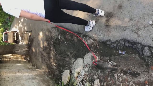 Мой кот обожает грязные носки!!! смотреть онлайн