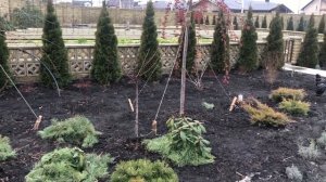 ЛЕУКОТОЭ | это растение украсит ваш сад даже ЗИМОЙ