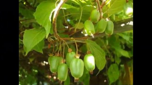 #Актинидии8 Декоративные #лианы14 #многолетники Декоративные растения смотреть онлайн