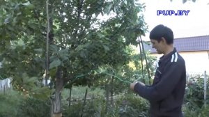 Защитить черешню вишню от птиц, просто и суперэффективно