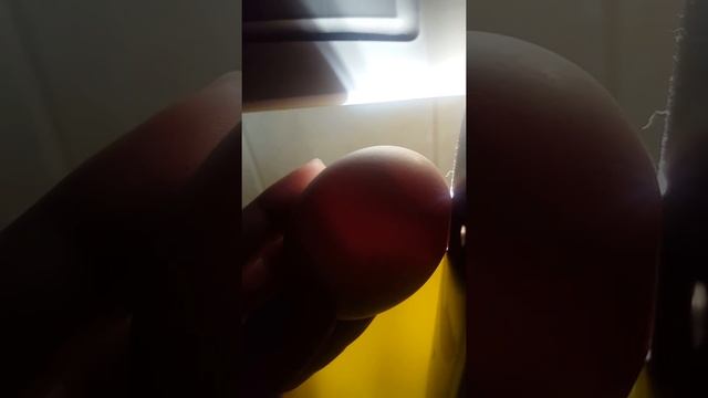 Развитие эмбриона цыпленка внутри яйца на 13 день смотреть онлайн