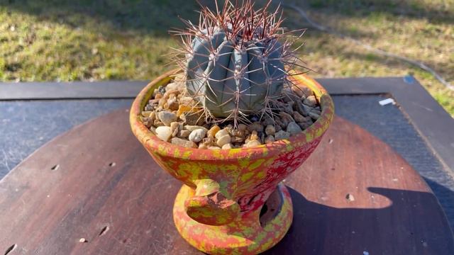 Desfile de 10 hermosos cactus con nombre / luciendo y posando para la pasarela … смотреть онлайн