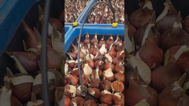 Обзор выгонки тюльпана на 24 января. смотреть онлайн