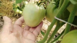 Томат "Орлиный клюв", особенности выращивания.