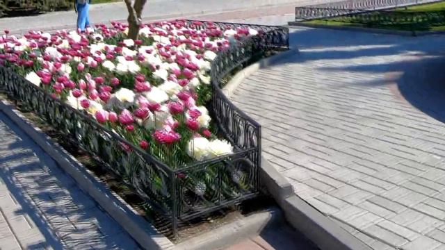 Севастополь Парад тюльпанов на Приморском бульваре 2020 смотреть онлайн