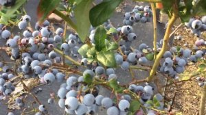 ЖИЗНЬ в ГЛУХОЙ ДЕРЕВНЕ.БЕЛАРУСЬ. Обзор Сорт голубики Нельсон посадка без торфа