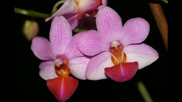 Пришли орхидеи, заказанные на shop.passiflora.ru смотреть онлайн