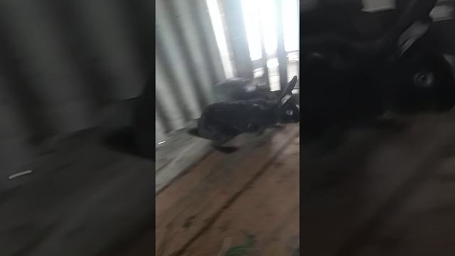 Серый великан Кролик смотреть онлайн