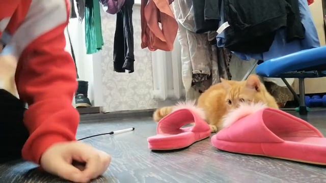 Мой котёнок стал маленький смотреть онлайн