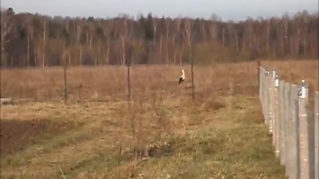 Аист смотреть онлайн
