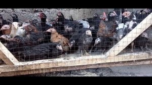 УЙ ШАРОИТИДА ТОВУК БОКИШ БИЗНЕСИ 500 ТА