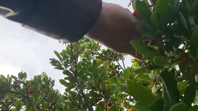 СБОР ЗЕМЛЯНИЧНИКА, ВКУСНАЯ ШТУКА! смотреть онлайн