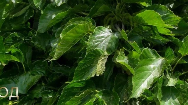 Шелковица Пакистанская, такой ещё не видел смотреть онлайн