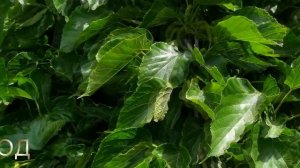 Шелковица Пакистанская,  такой ещё не видел