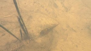 6. Подводный грязесос. Чистка и углубление берега. Эжектор v2 рестайлинг