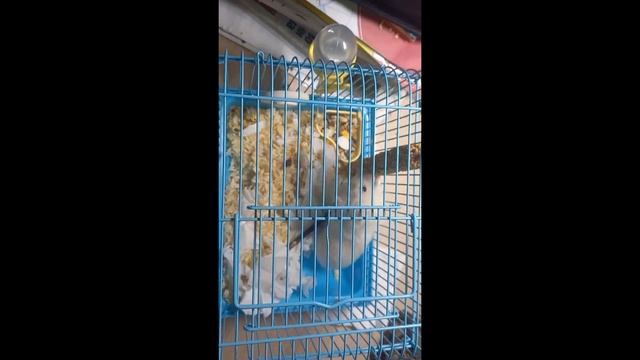 ~как же реагируют хомяки на новые покупки??~новое видео?~? смотреть онлайн