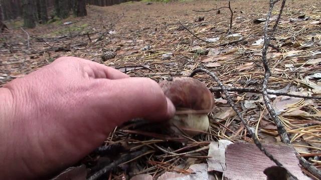 Грибники против белых грибов смотреть онлайн