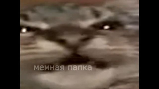 Кит ты маму мав? смотреть онлайн