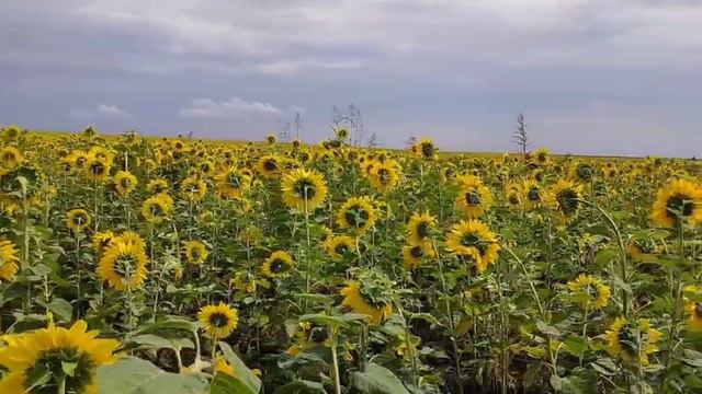 Упразднение Конституционного права на судебную систему смотреть онлайн