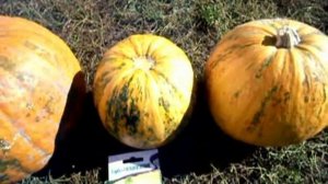 Обзор на Голосемянную тыкву.