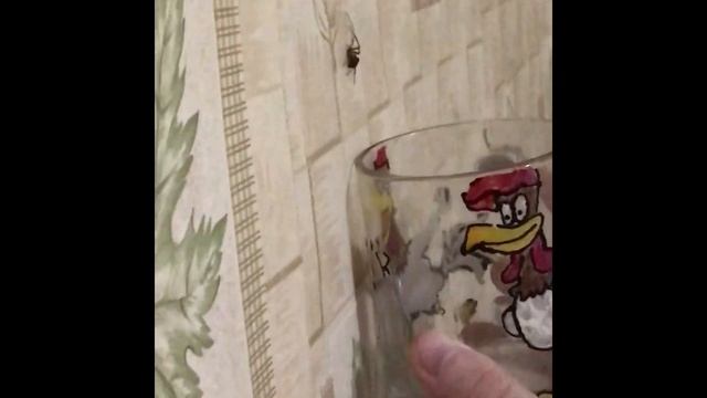 ПАУК НА КУХНЕ ЧТО ЖЕ ДЕЛАТЬ???