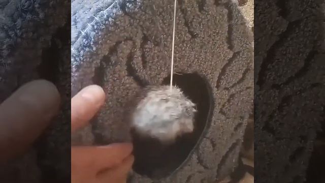 Кусачая "мурёна"по имени Дуня смотреть онлайн