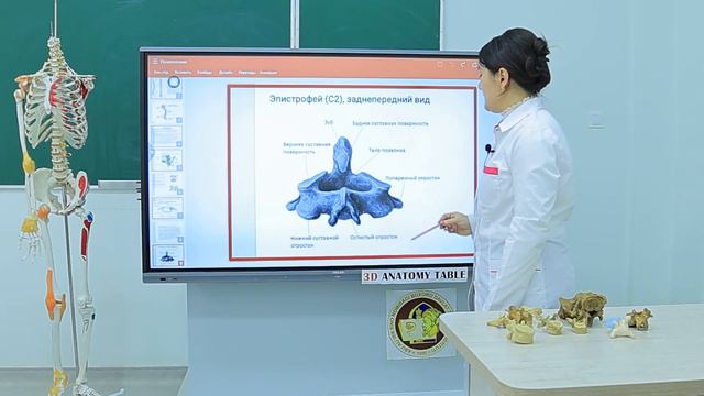 Строение позвоночного столба смотреть онлайн